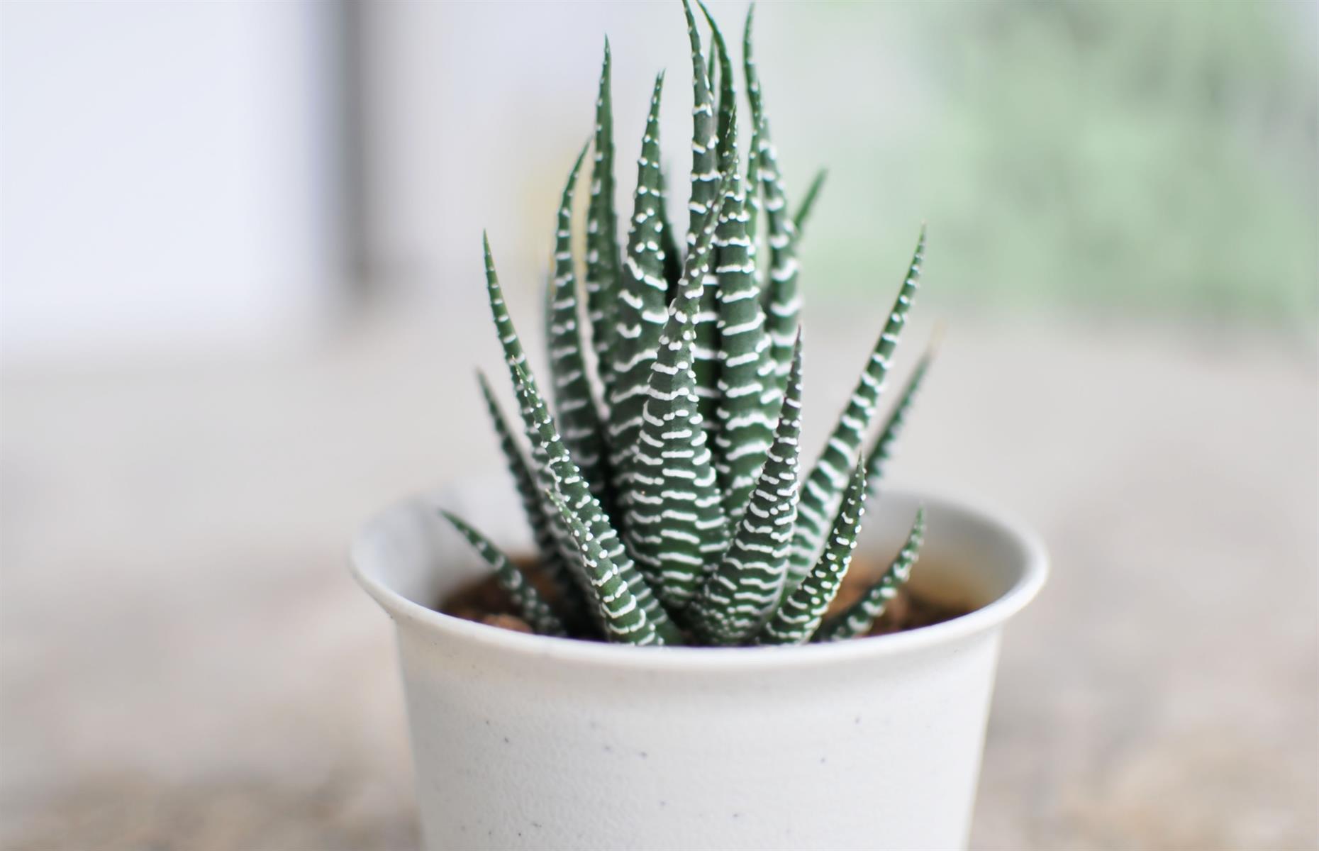Safe swap: zebra cactus (Haworthia fasciata)
